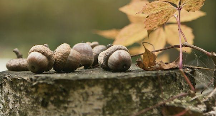 Acorns on tree stump