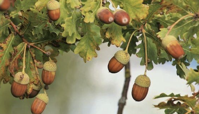Acorns on tree branch