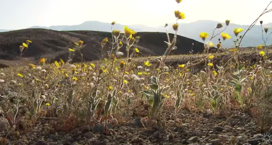 Dry yellow desert blooms CA Academy Sciences Cahuilla Unit