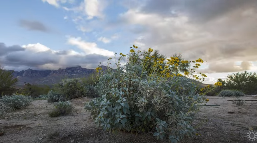 Ancestral Connections mountain cloud yellow CA Academy Sciences Cahuilla Unit