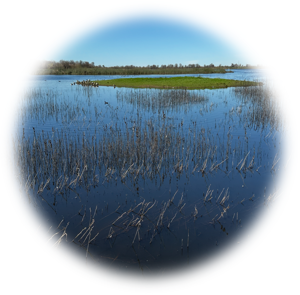 Cosumnes River Preserve wetlands