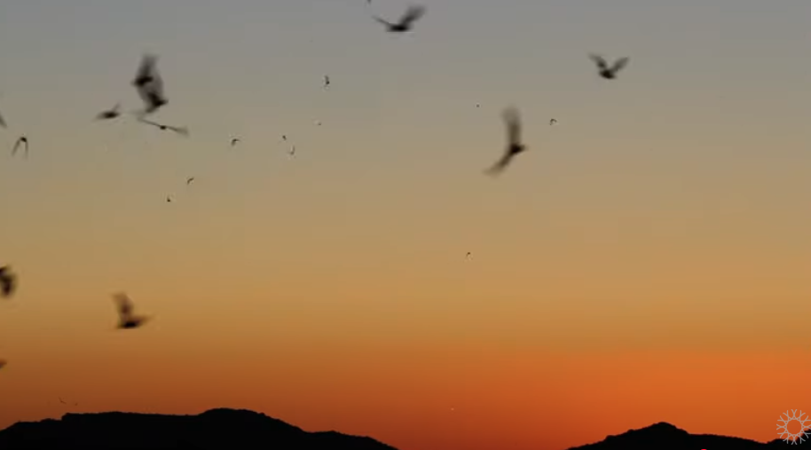 Dark sunset sky CA Academy Sciences Cahuilla Unit
