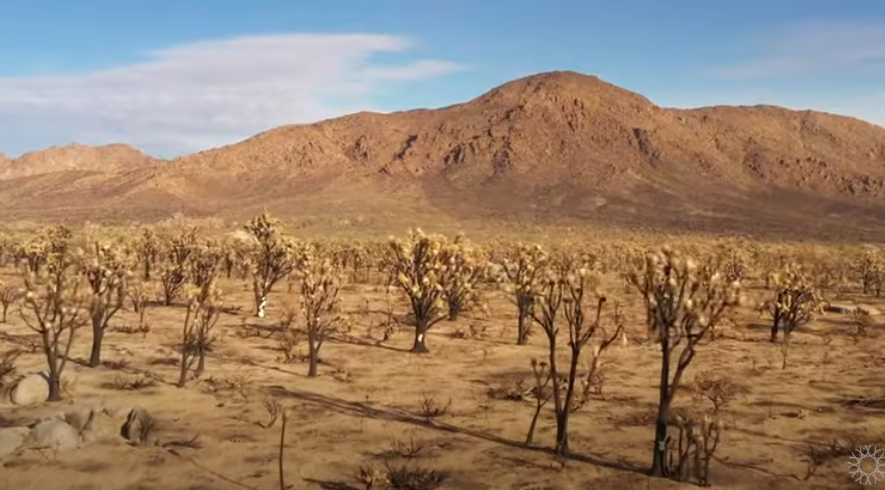 Desert Ecosystem CA Academy Sciences video