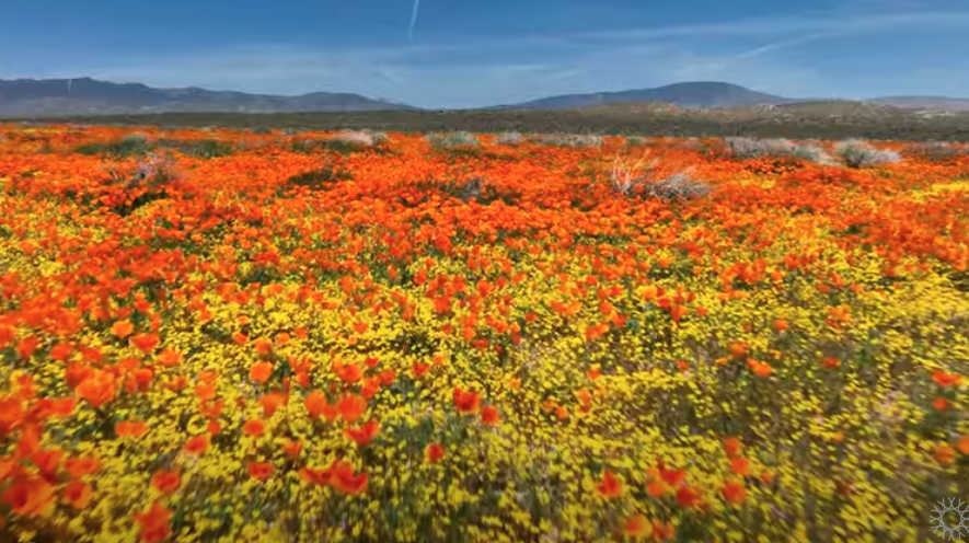 Desert Superblooms orange yellow ground CA Academy of Sciences Video