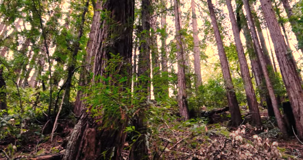 Resilient Redwoods CA Academy Sciences Ohlone Unit
