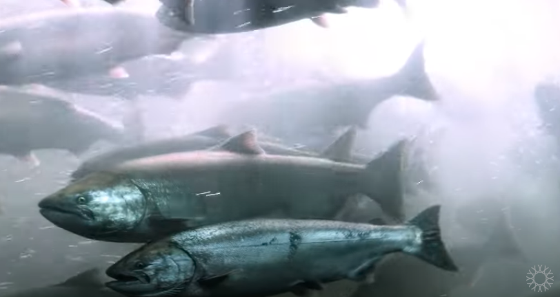 Saving Salmon CA Academy of Sciences video screenshot of salmon swimming