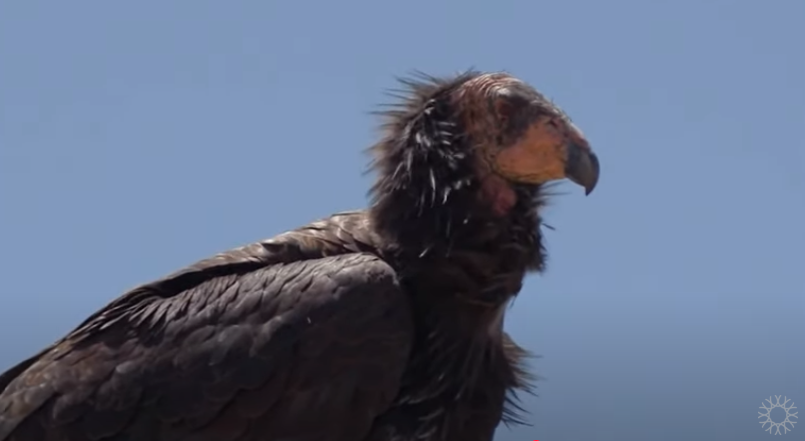 Condor side profile from CA Academy Science video