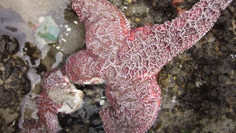 Star fish
