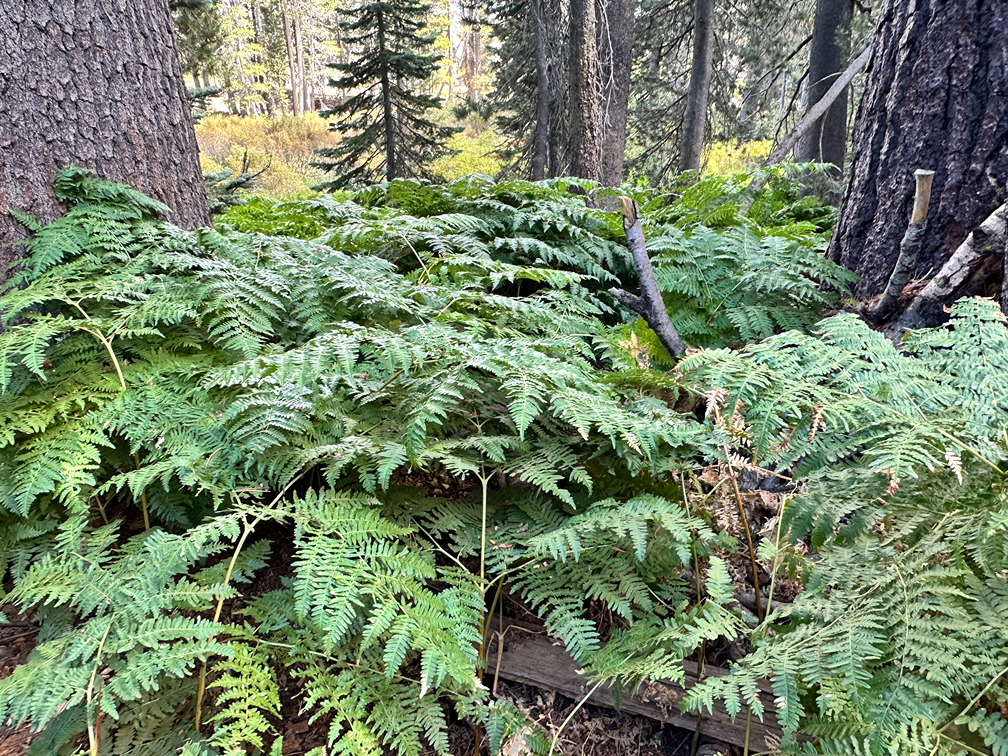 Ferns