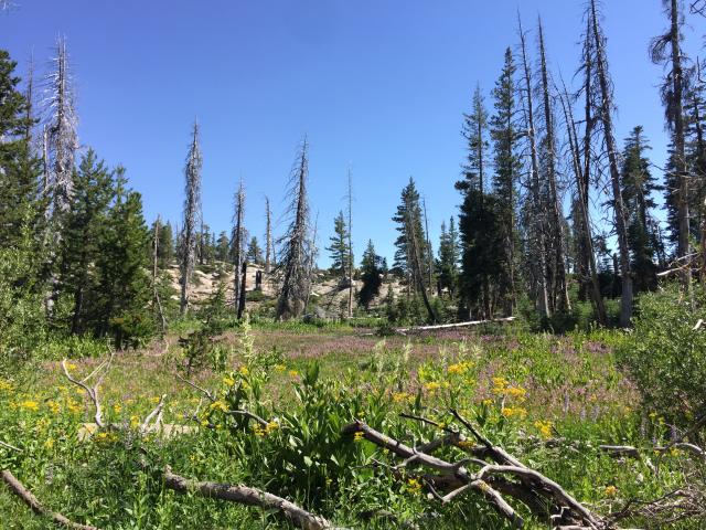 Emigrant Wilderness scenic view of meadows