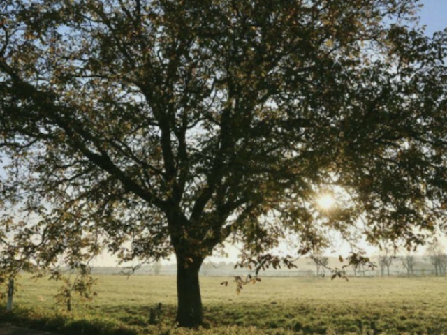 Oak tree