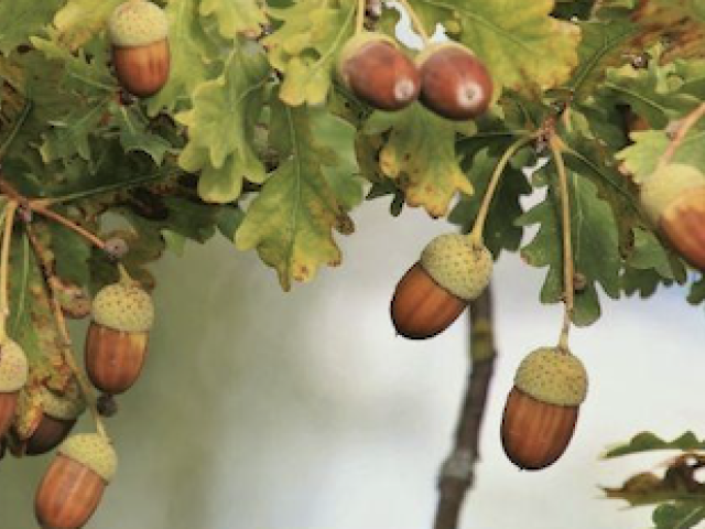 Acorns on tree branch