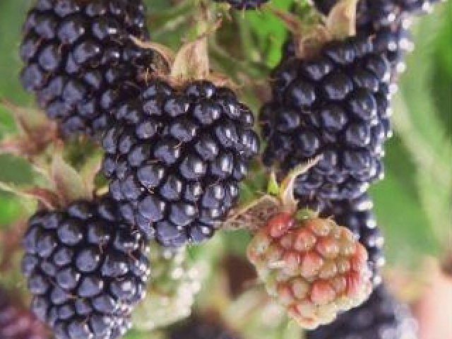 Blackberries