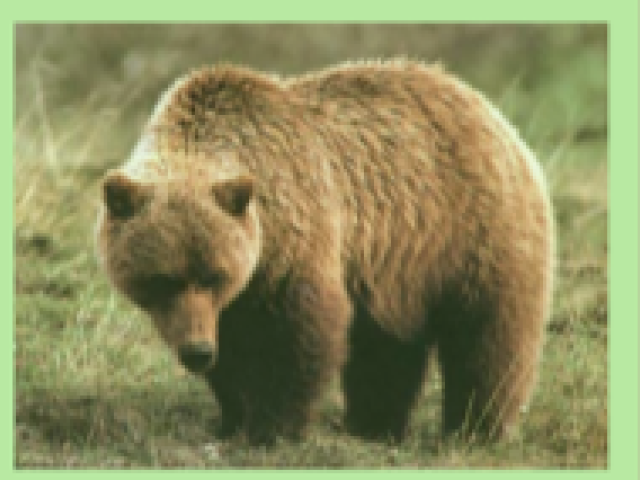 ultural Connections with Grizzlies 2