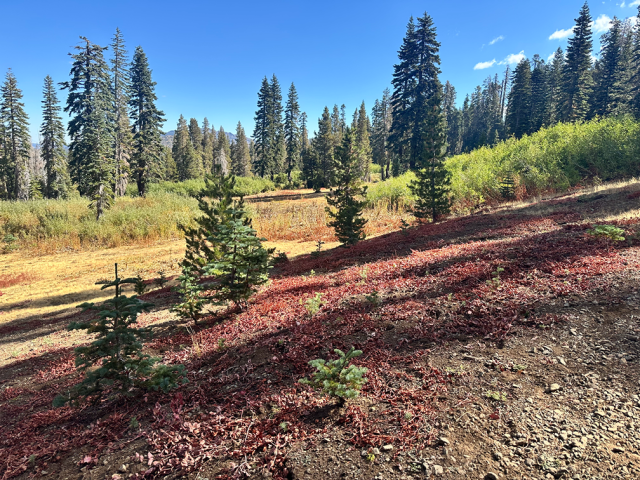 Multicolor meadow view with pines
