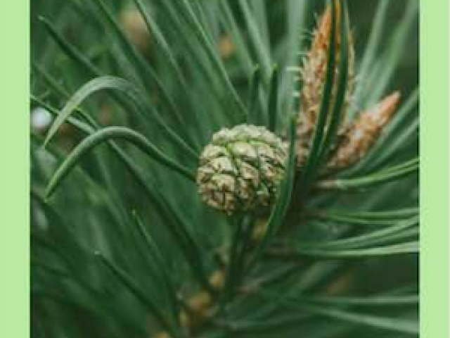 Young Pine growing on branch