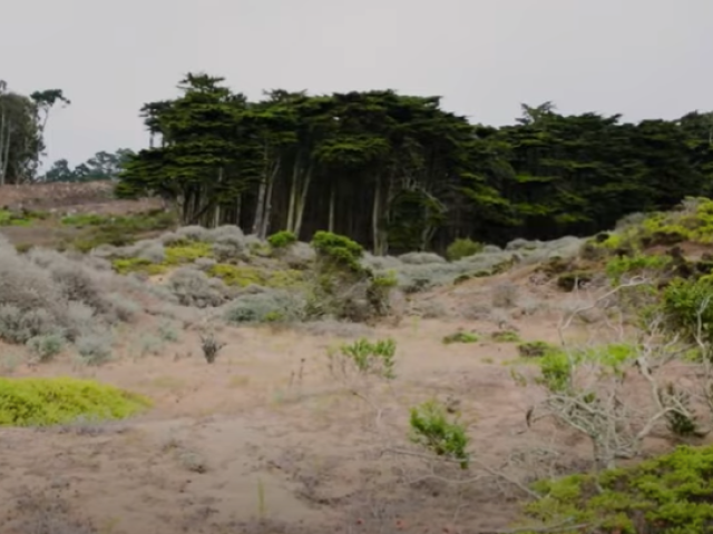 Image of hillside landscape of Presidio 