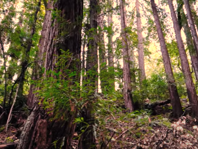 Resilient Redwoods CA Academy Sciences Ohlone Unit