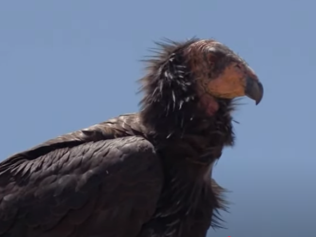 Condor side profile from CA Academy Science video