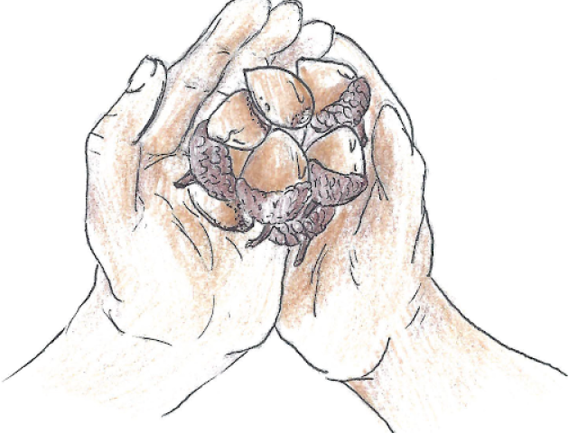  Illustrations by Harmony Jones (Hupa and Yurok) 2024