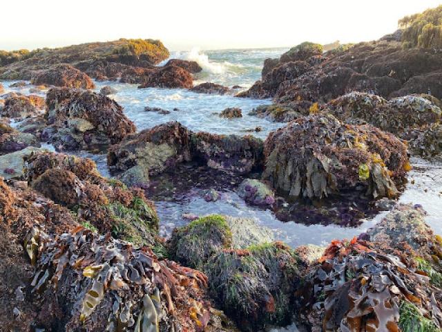 Traditional Native Ways of Conserving Marine Life