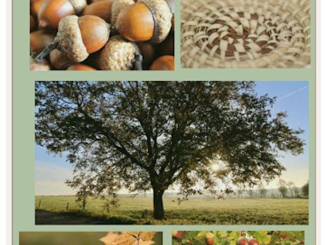 acorn