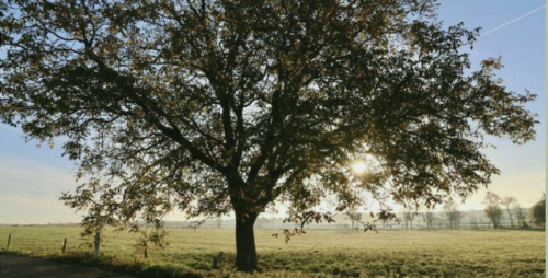 Oak tree