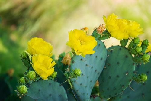 prickly pear cactus with flowers sunny