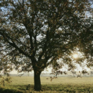 Oak tree