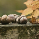 Acorns on tree stump