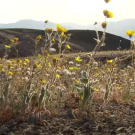 Dry yellow desert blooms CA Academy Sciences Cahuilla Unit 