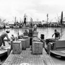 Different groups of men work at a fishing dock, 1979. Courtesy of Buster Dean and the Houston Chronicle. Image available on the Internet and included in accordance with Title 17 U.S.C. Section 107.