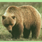 ultural Connections with Grizzlies 2