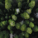 Top view of Redwood Forest Ohlone Unit
