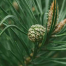 Young Pine growing on branch