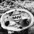 Photo and Basket created by Maggie Peters © Maggie Peters (Karuk/Yurok)