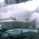 Saving Salmon CA Academy of Sciences video screenshot of salmon swimming