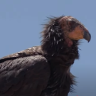Condor side profile from CA Academy Science video