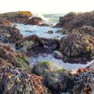 Traditional Native Ways of Conserving Marine Life
