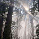 “Light Up the Darkness, Yurok Territory” © Louisa McCovey
