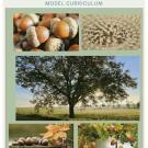 acorn
