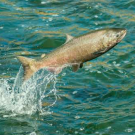 Salmon jumping out of water